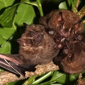Phyllostomidae  Leaf-Nosed-Bats  Blattnasen 1