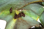 Uroderma bilobatum  Tent-Making-Bat  Gelbohrfledermaus  Zeltbauende Fledermaus 1