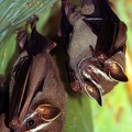 Uroderma bilobatum  Tent-Making-Bat  Gelbohrfledermaus  Zeltbauende Fledermaus 2 1