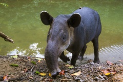 Tapirus bairdii  Bairds Tapir  Mittelamerikanisches Tapir 1 3