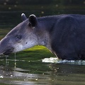 Tapirus bairdii  Bairds Tapir  Mittelamerikanisches Tapir 2 2