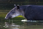 Tapirus bairdii  Bairds Tapir  Mittelamerikanisches Tapir 2 2