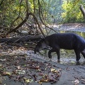 Tapirus bairdii  Bairds Tapir  Mittelamerikanisches Tapir 3 3