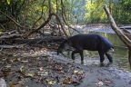Tapirus bairdii  Bairds Tapir  Mittelamerikanisches Tapir 3 3