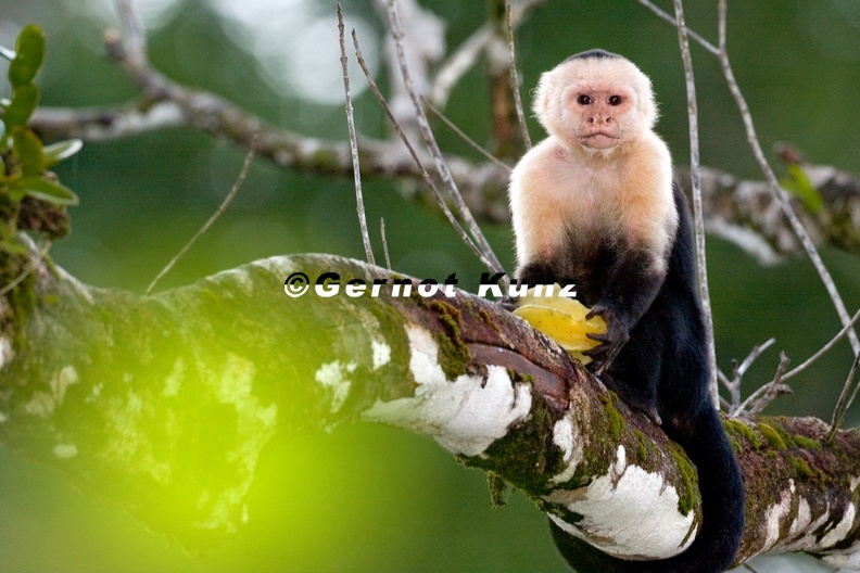 Cebus capucinus  White-faced capuchin  Wei  schulterkapuziner 1