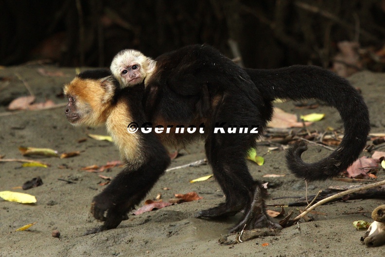 Cebus capucinus  White-faced capuchin  Wei  schulterkapuziner 23
