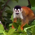 Saimiri oerstedii  Central American Squirrel Monkey  Mittelamerikanischer Totenkopfaffe 1