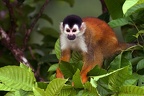 Saimiri oerstedii  Central American Squirrel Monkey  Mittelamerikanischer Totenkopfaffe 1