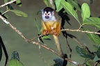 Saimiri oerstedii  Central American Squirrel Monkey  Mittelamerikanischer Totenkopfaffe 2 1