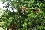 Saimiri oerstedii  Central American Squirrel Monkey  Mittelamerikanischer Totenkopfaffe 3 2