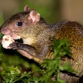 Dasyprocta punctata  Central American Agouti  Mittelamerikanisches Aguti 1 2