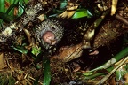 Sphiggurus mexicanus  Mexican hairy dwarf porcupine  Mittelamerikanische Baumstachler 1 2v
