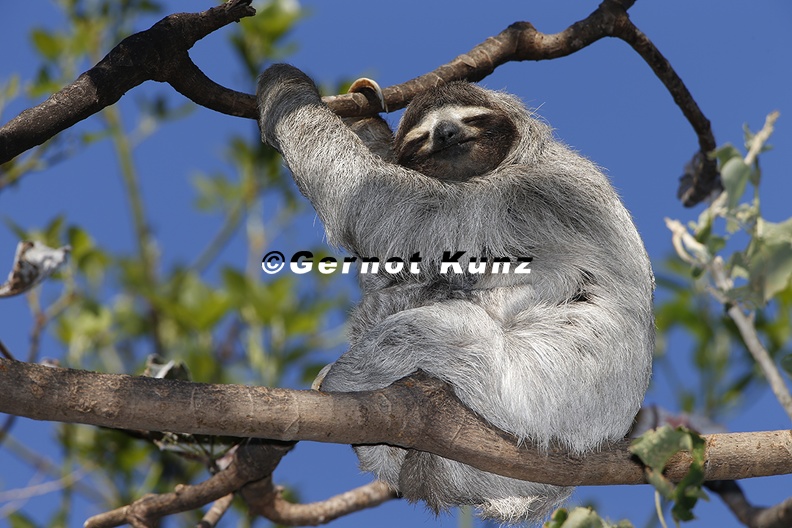Bradypus variegatus  Brown-Throated Sloth  Braunkehlfaultier 1