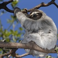 Bradypus variegatus  Brown-Throated Sloth  Braunkehlfaultier 1