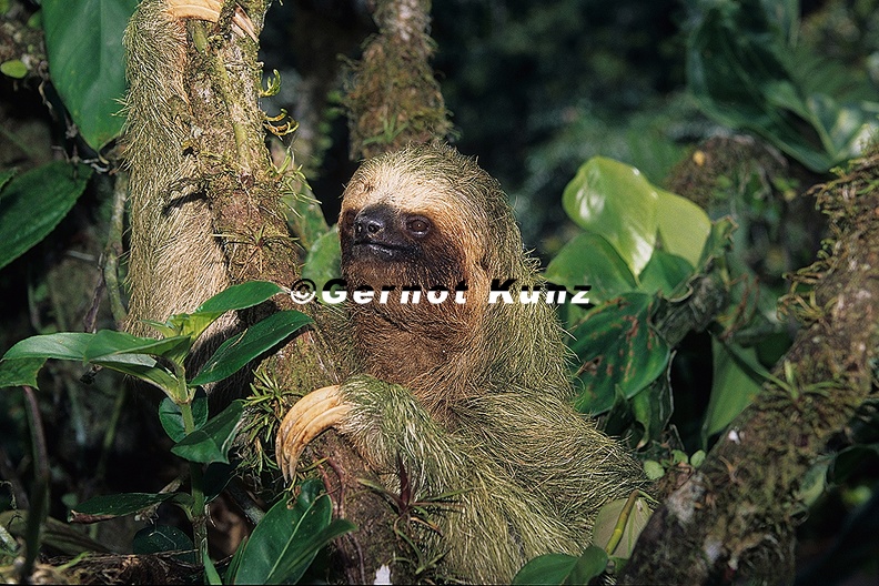 Bradypus variegatus  Brown-Throated Sloth  Braunkehlfaultier 2