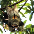 Bradypus variegatus  Brown-Throated Sloth  Braunkehlfaultier 5 1
