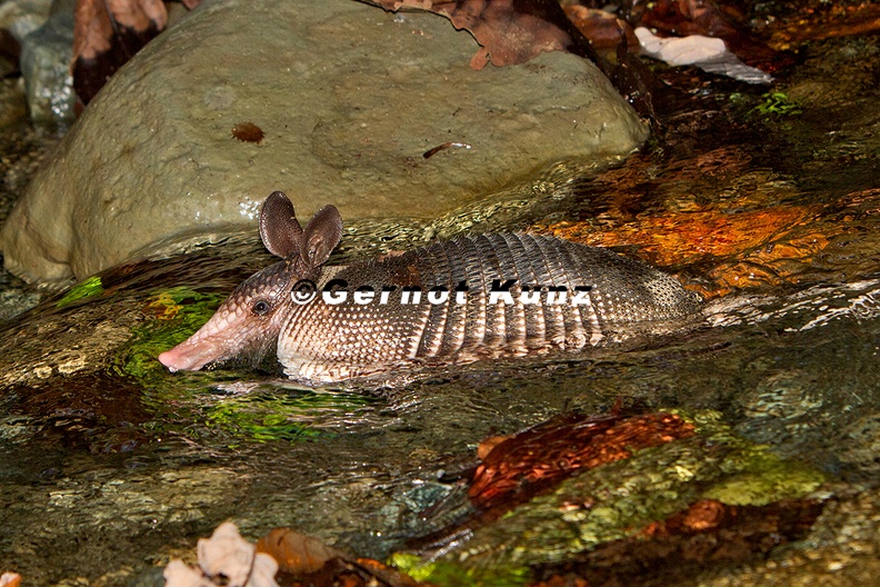 Dasypus_novencimctus__Nine-banded_Armadillo__Neunbindeng__rteltier_1.jpg