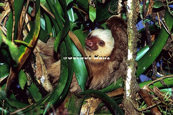 Choloepus hoffmanni  Hoffmann  s 2-toed sloth  2-Finger-Faultier 1 2v