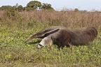 Myrmecophaga tridactyla  Giant Anteater  Gro  er Ameisenb  r 1 2
