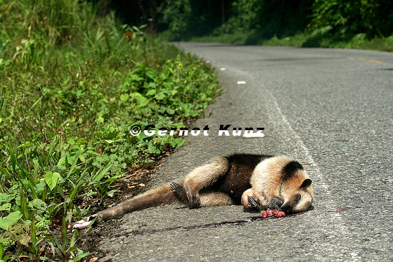 Tamandua_mexicana__Northern_Tamandua__N__rdlicher_Tamandua_19_2.jpg
