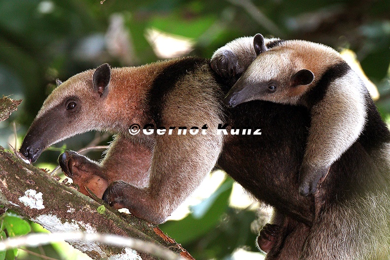 Tamandua_mexicana__Northern_Tamandua__N__rdlicher_Tamandua_1_2.jpg
