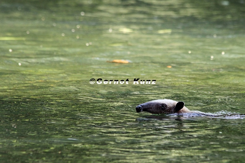Tamandua_mexicana__Northern_Tamandua__N__rdlicher_Tamandua_20.jpg
