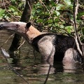 Tamandua mexicana  Northern Tamandua  N  rdlicher Tamandua 21