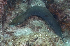 Gymnothorax castaneus  Chestnut Moray  Panamic Green Moray 3 2