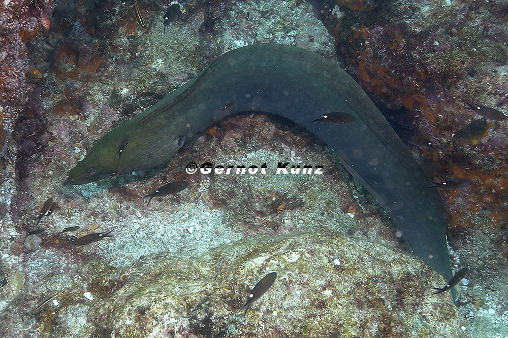 Gymnothorax castaneus  Chestnut Moray  Panamic Green Moray 3 2