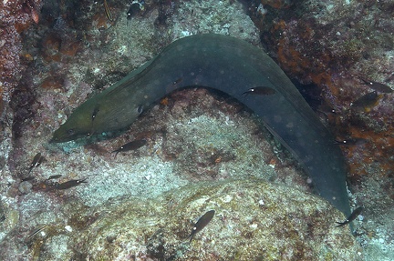 Gymnothorax castaneus  Chestnut Moray  Panamic Green Moray 3 2