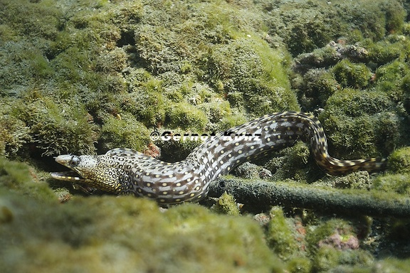 Muraena lentiginosa  Jewel Moray 1 2