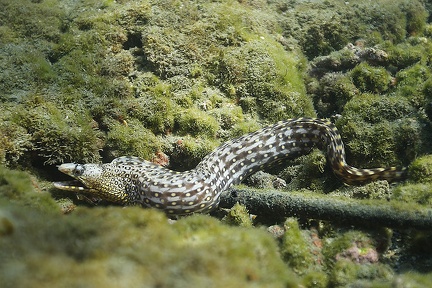 Muraena lentiginosa  Jewel Moray 1 2