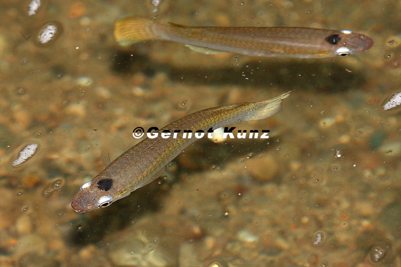 Oxyzygonectes_dovii_7_2.jpg
