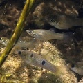 Poeciliopsis paucimaculata 6 2