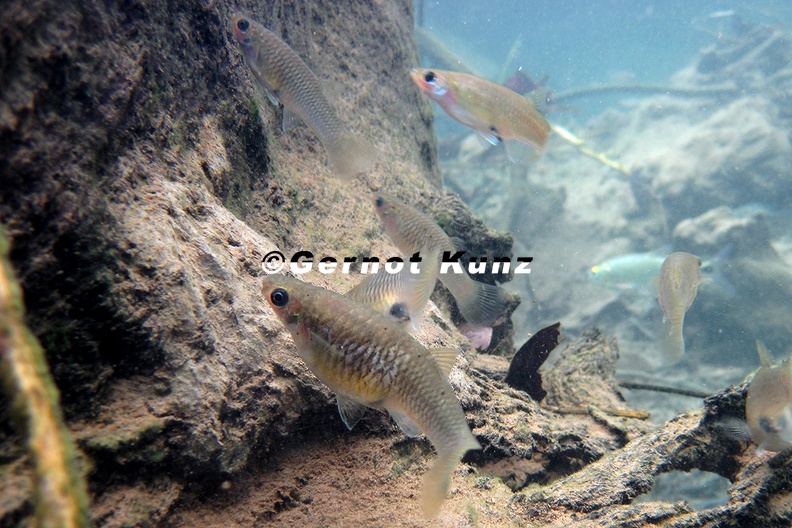 Poeciliopsis_retropinna_1_2.jpg