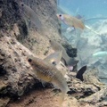 Poeciliopsis retropinna 1 2