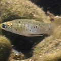Poeciliopsis sp  5 2