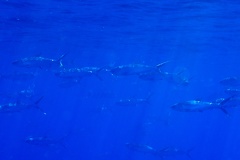 Chanos chanos  Milkfish  Milchfisch 1 2