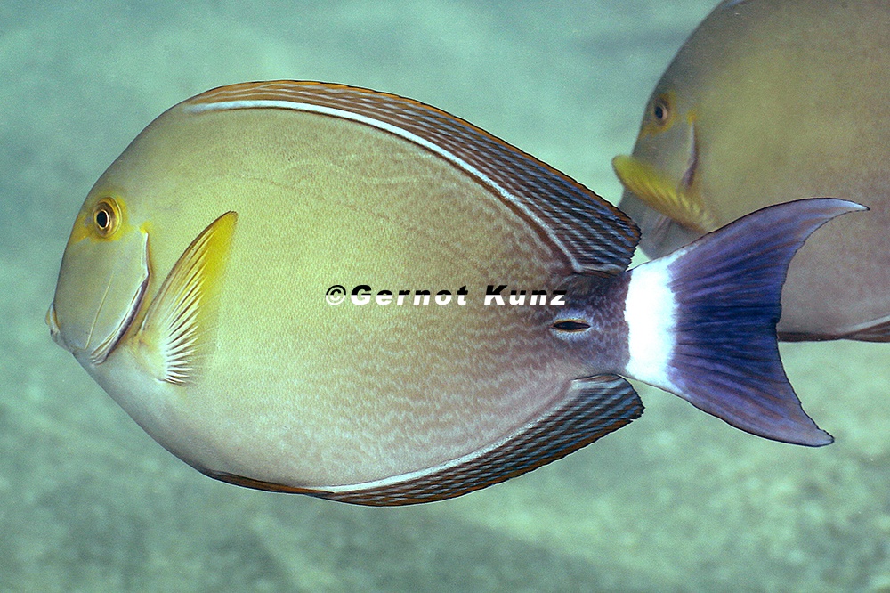 Acanthurus Xanthopterus  Yellowfin Surgeonfish 3 2