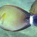 Acanthurus Xanthopterus  Yellowfin Surgeonfish 3 2