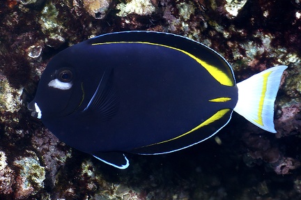 Acanthurus nigricans  Whitecheek surgeonfish 5 2
