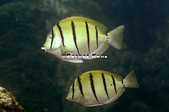 Acanthurus triostegus  Convict Tang 1 2
