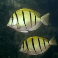 Acanthurus triostegus  Convict Tang 1 2