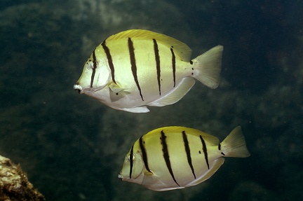 Acanthurus triostegus  Convict Tang 1 2