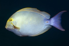 Acanthurus xanthopterus  Yellowfin Surgeonfish  Cirujano aleta amarilla 7 3