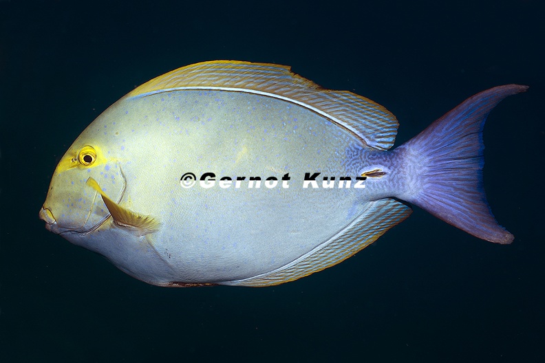 Acanthurus_xanthopterus__Yellowfin_Surgeonfish__Cirujano_aleta_amarilla_7_3.jpg