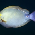 Acanthurus xanthopterus  Yellowfin Surgeonfish  Cirujano aleta amarilla 7 3