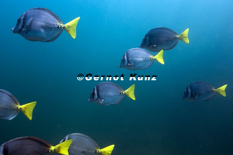 Prionurus_laticlavius__Chancho_Surgeonfish__Galapagos-Doktorfisch_5_1.jpg