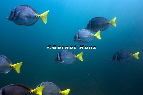 Prionurus laticlavius  Chancho Surgeonfish  Galapagos-Doktorfisch 5 1
