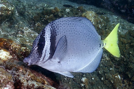 Prionurus punctatus 6 2